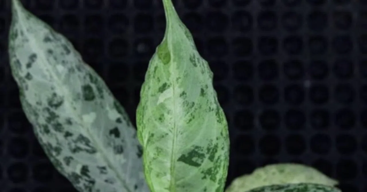 唯一のnamed Aglaonema Pictum｜UC.熱帯植物のすゝめ