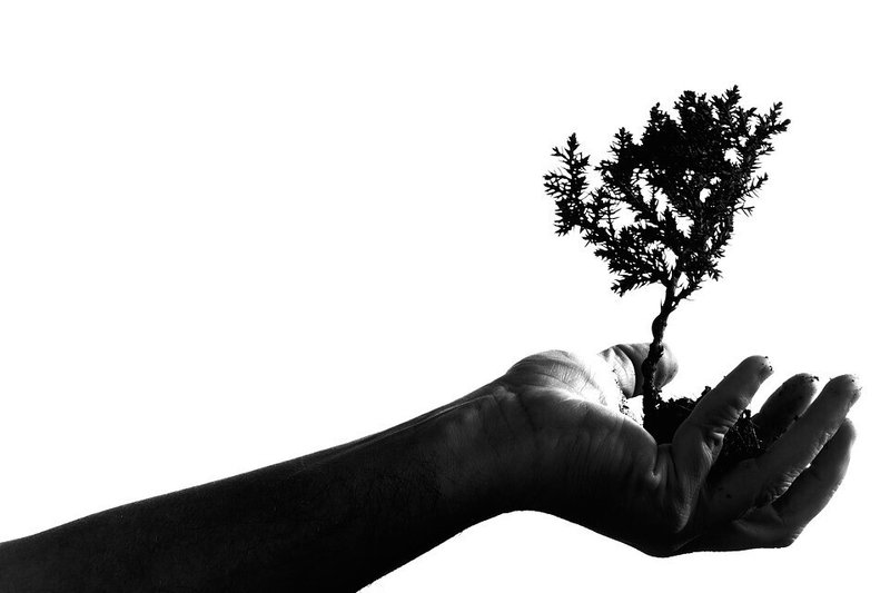 人の手・盆栽・木を手に・モノクロ・成長・環境