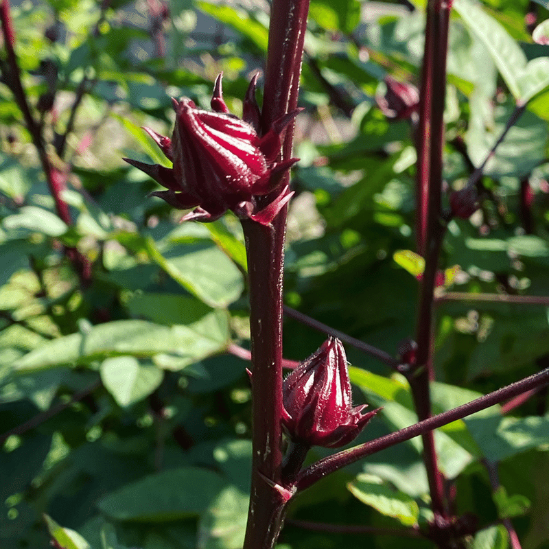 植物に癒された週末 アトリエaromary Note 植物に癒された週末 アトリエaromary Note