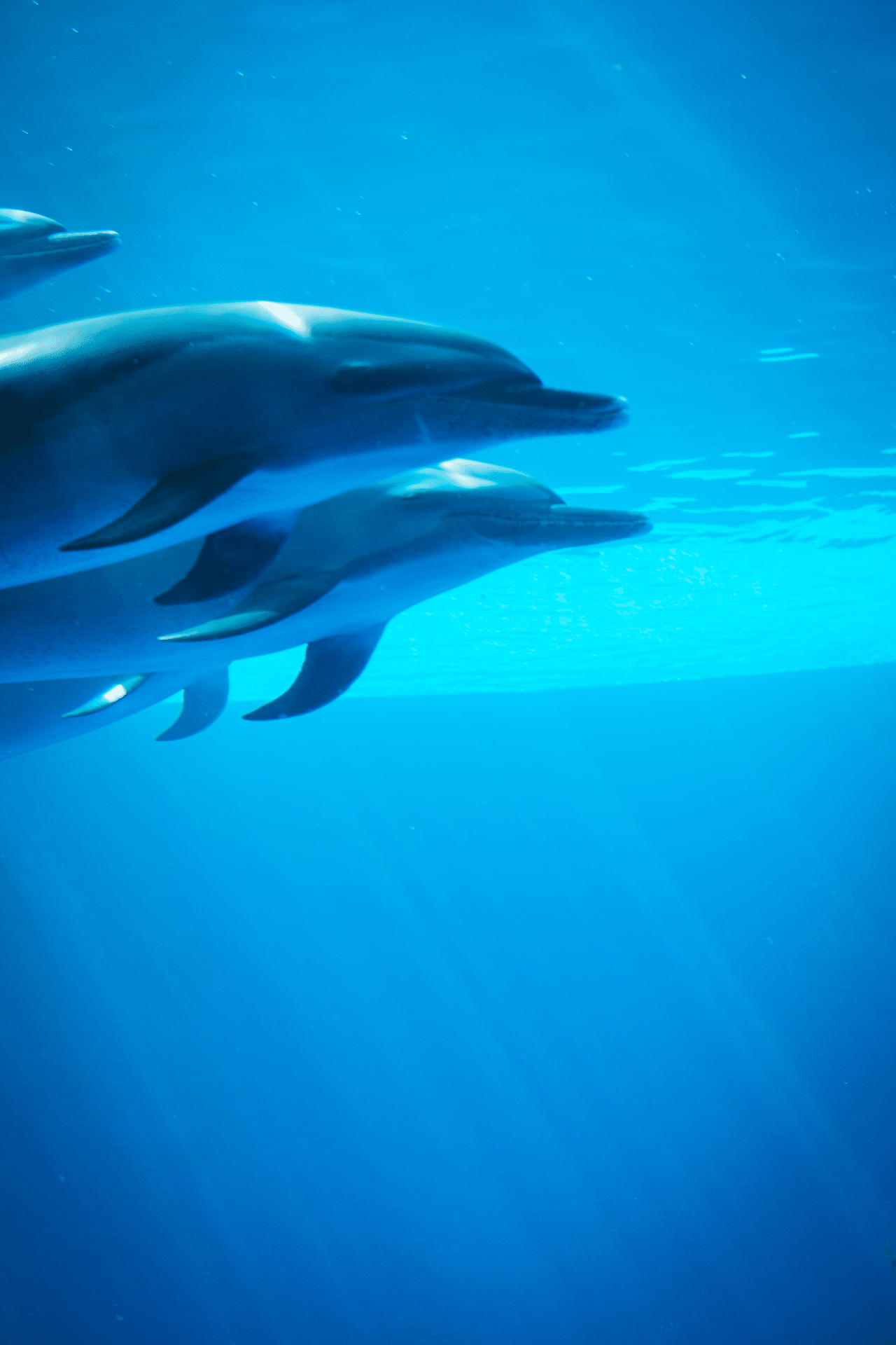 水族館フォトの撮り方を教えてほしい クロギタロウ Note