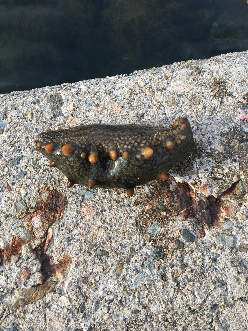 ナマコを食べたって話 グロ注意 シーバ Note