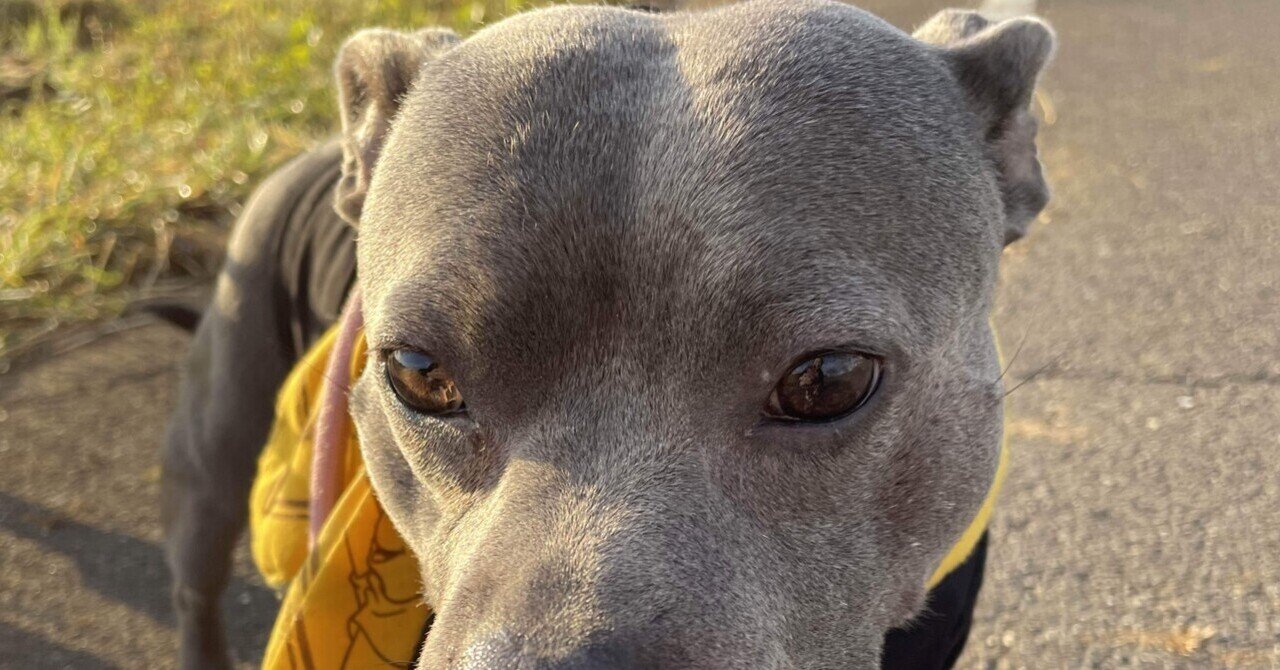 唸る犬 の新着タグ記事一覧 Note つくる つながる とどける 唸る犬 の新着タグ記事一覧 Note つくる つながる とどける