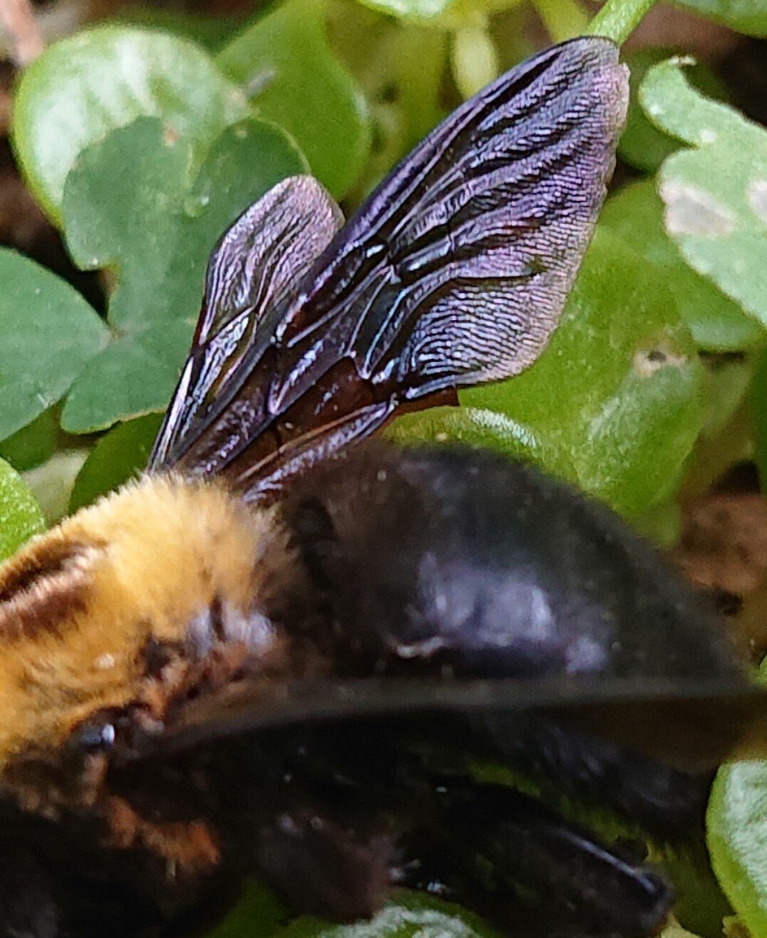 クマンバチ の新着タグ記事一覧 Note つくる つながる とどける