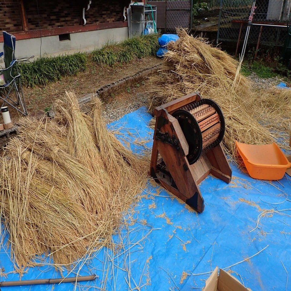大正レトロな脱穀作業を体験してみたら 現代のコンバインと本質的に同じ仕組みだった みっちー くらどに屋 Note