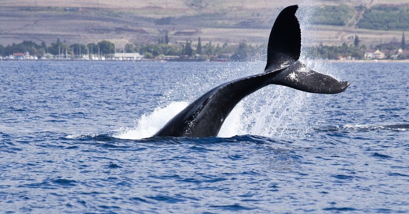鯨 の新着タグ記事一覧 Note つくる つながる とどける
