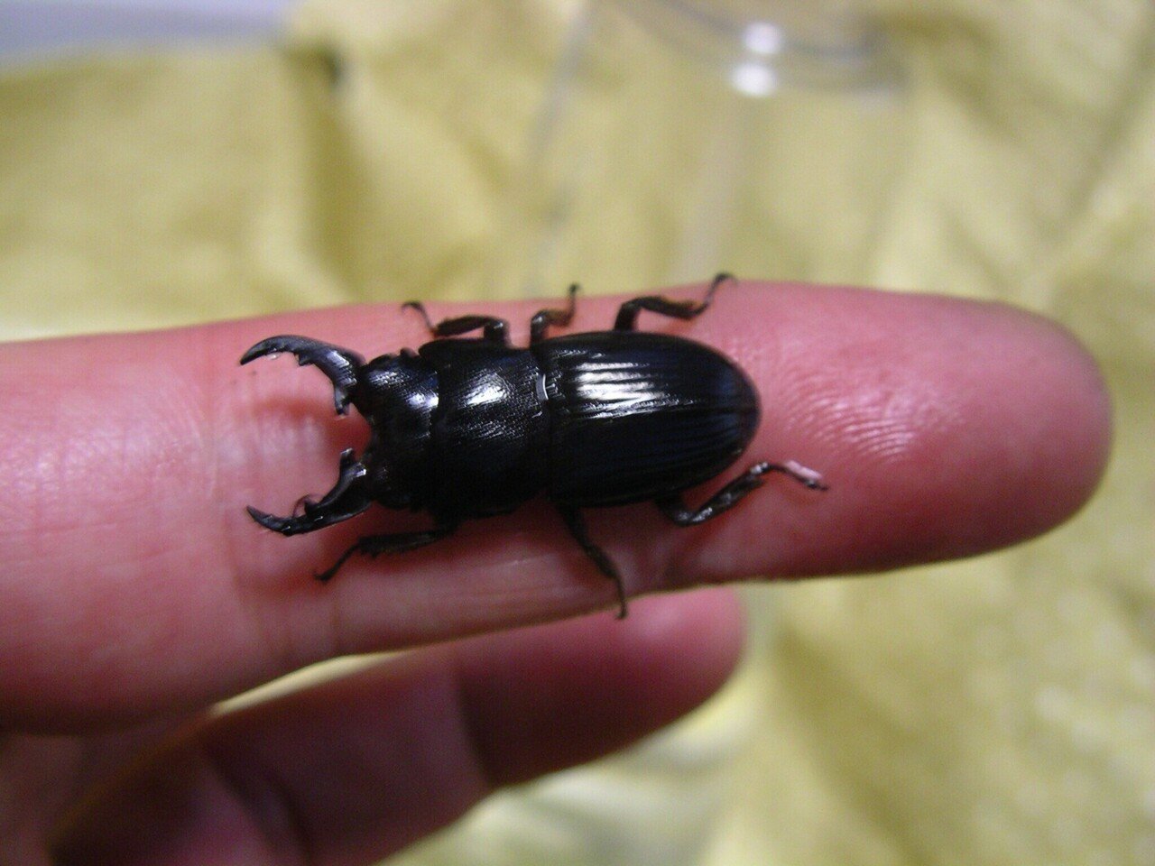 インプリカートゥスネブト ペア 累代終了]インプリカートゥスネブトクワガタ飼育記録(α系統一代目)｜虫一徹