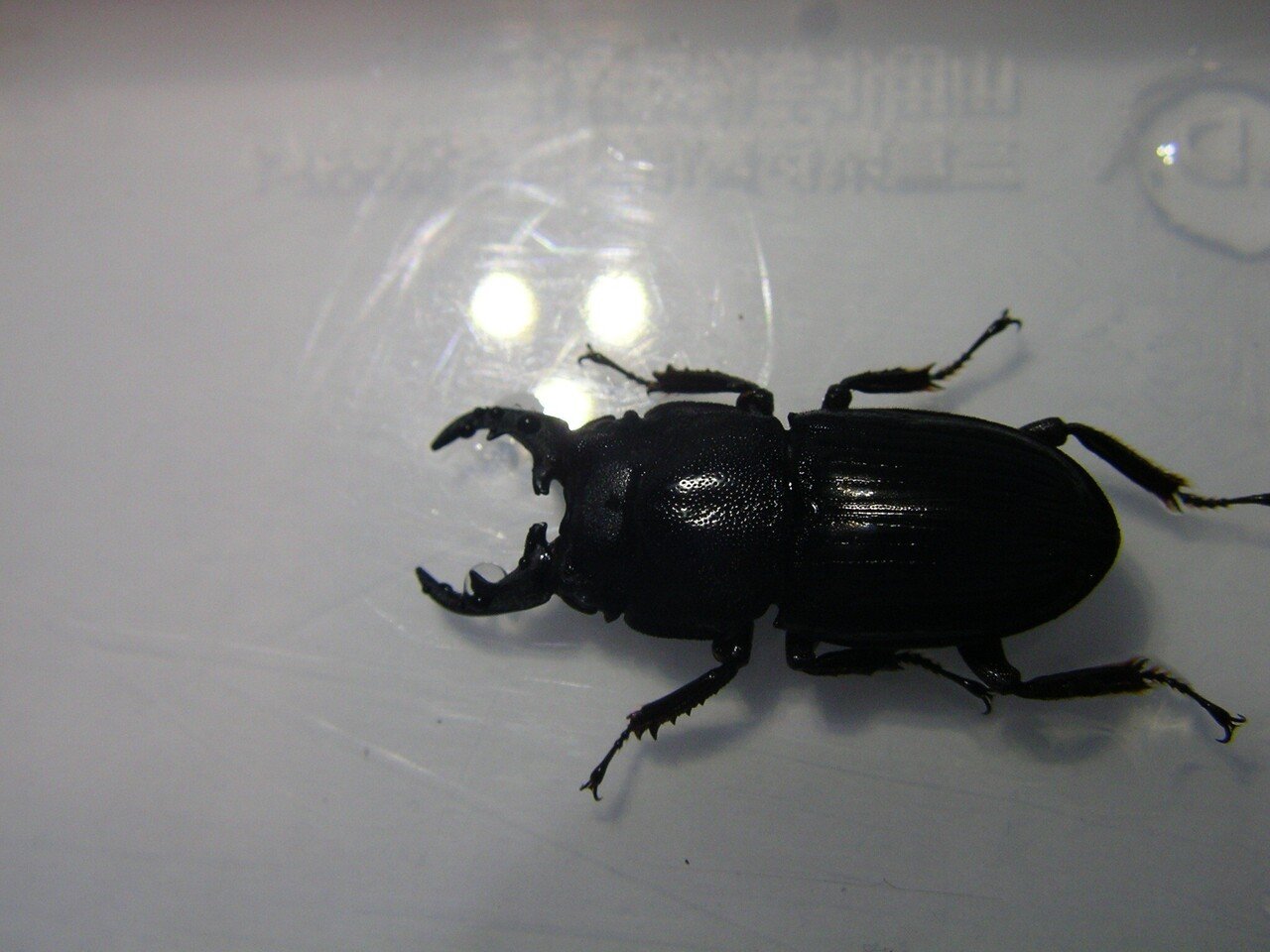 インプリカートゥスネブト ペア 累代終了]インプリカートゥスネブトクワガタ飼育記録(α系統一代目)｜虫一徹