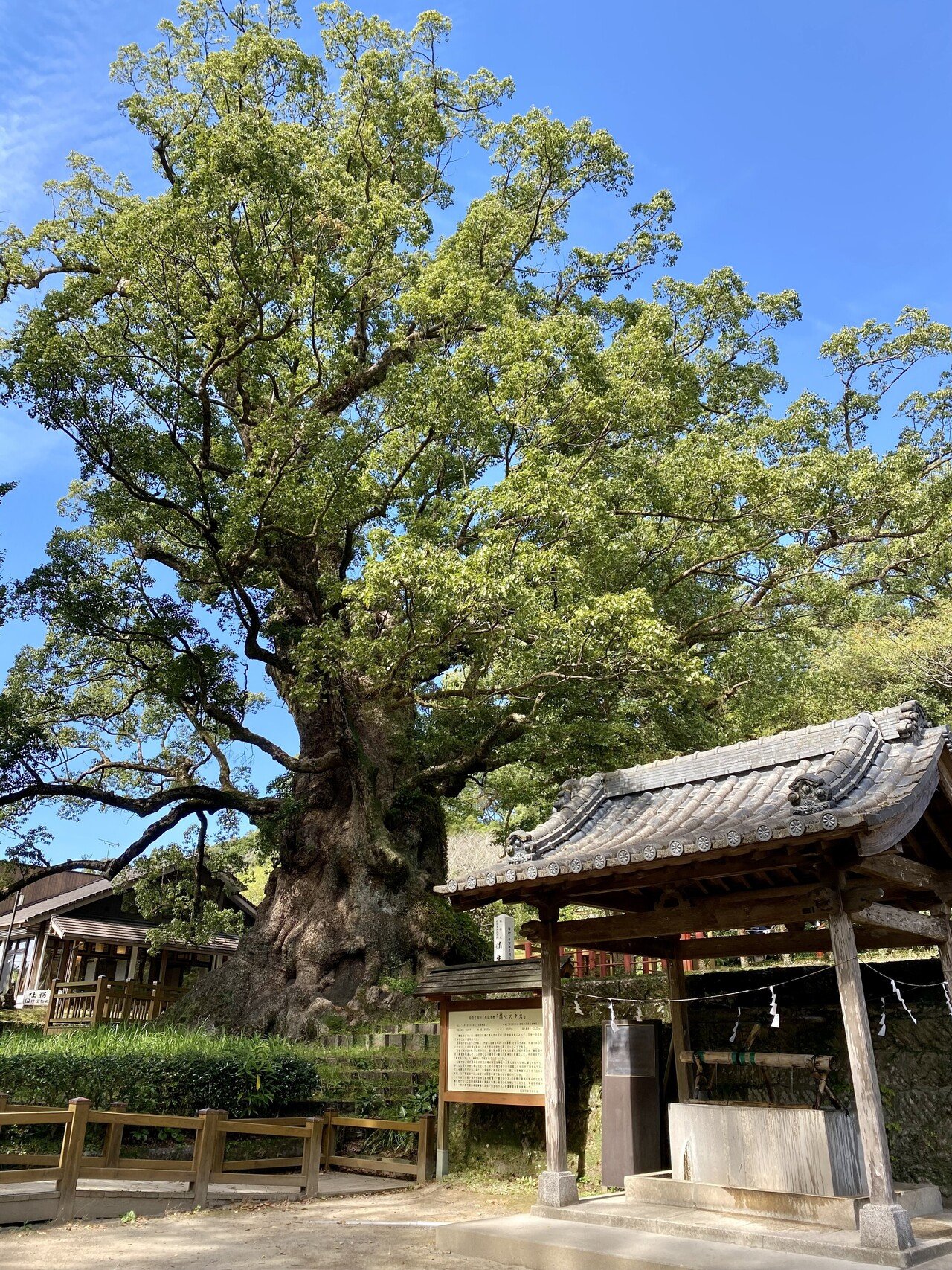 日本一の大楠に会いに行く旅｜鹿児島県｜｜haco 🍀ガーデンプランナー