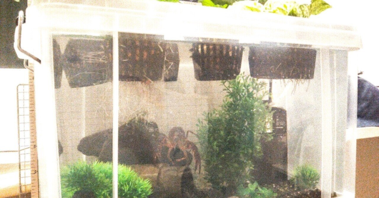 ザリガニでアクポニ 水槽の掃除と長い長いバジルの根っこ ぽん Note ザリガニでアクポニ 水槽の掃除と長い長いバジルの根っこ ぽん Note