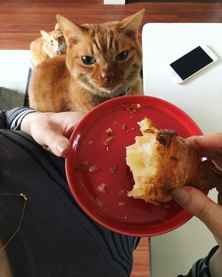 弟猫が膝に乗っていて、食べようとするモノをチェックするので食べづらい。兄猫に下からジーっと見られていて食べづらい。熱も下がってやっと普通に食べられるようになってきたママ、クロワッサンを堪能しようとしてたのに。