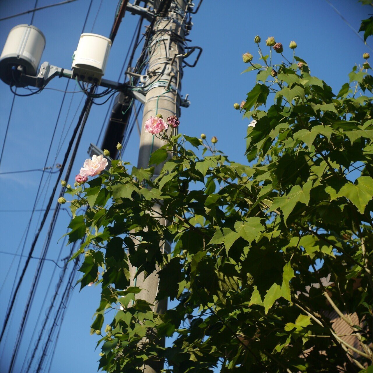 Carl Zeiss Jena Biotar 25mm F1.4｜soba_tzuyu