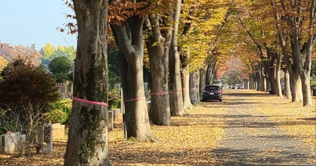 詩】秋の散歩道｜千求麻也