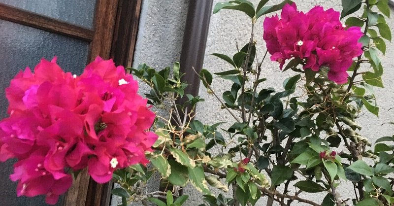 慈しむ の新着タグ記事一覧 Note つくる つながる とどける 慈しむ の新着タグ記事一覧 Note つくる つながる とどける