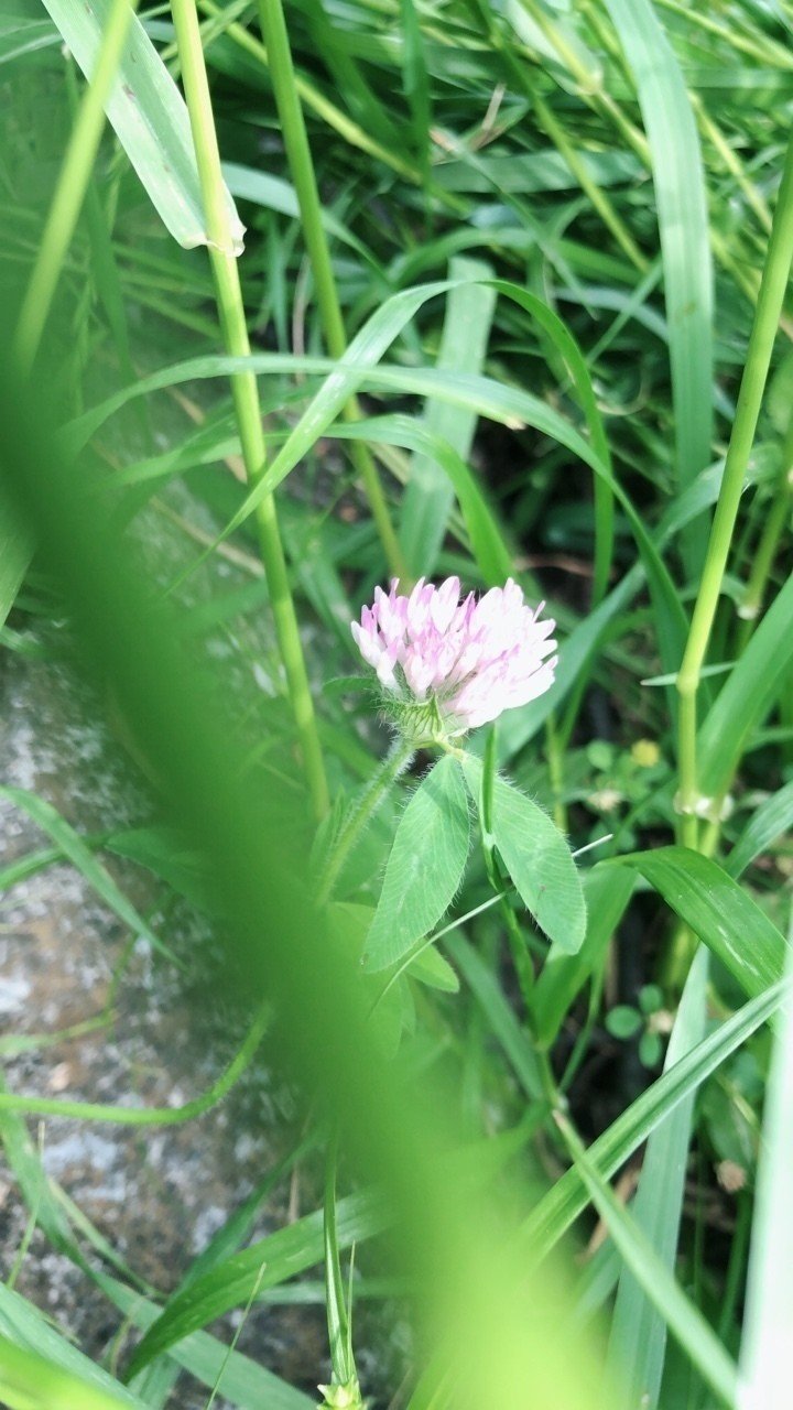 小さき花