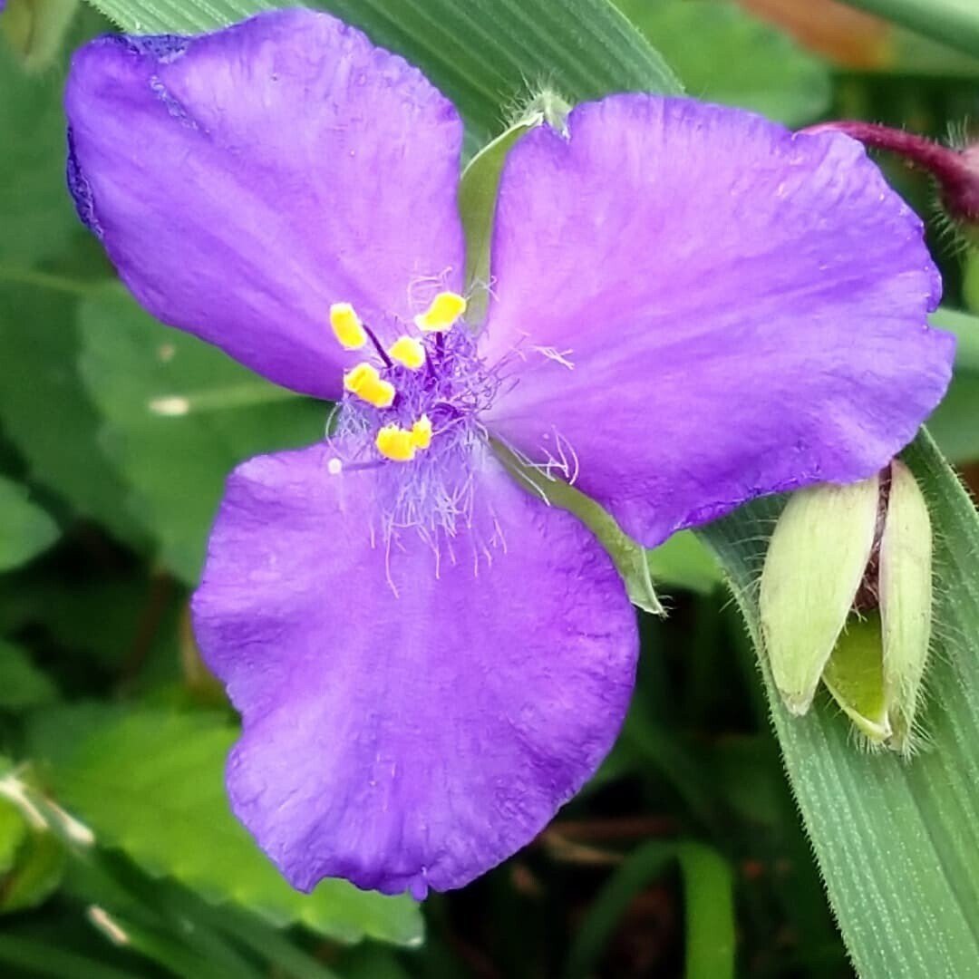 色が綺麗で調べてみた ふたつの花 Chika Note