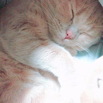 もんたの日常 もんたの基本的な情報から引き取った経緯 病気について書いています もんたの日常 Note もんたの日常 もんたの基本的な情報から引き取った経緯 病気について書いています もんたの日常 Note