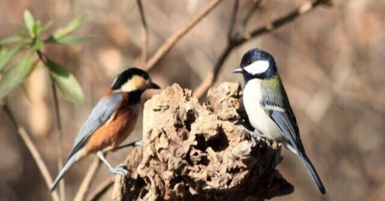 第1806回 日本固有種の鳥 ⑻ ヤマガラとシジュウカラ｜翆野 大地