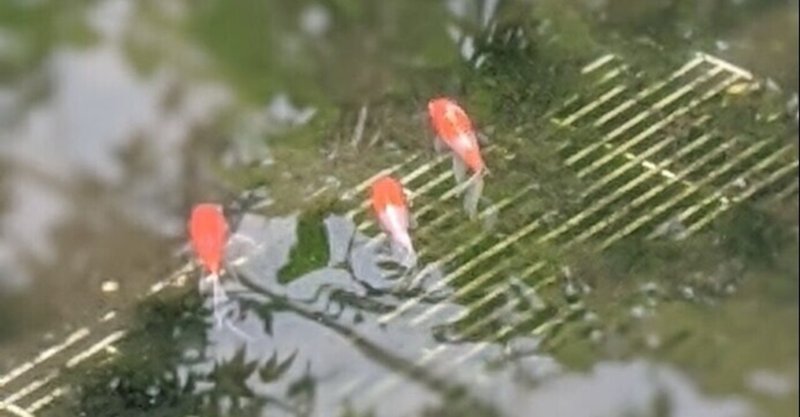 金魚と野良鯉が好き 金魚たちの受難 池田クロエ 物書き Note初心者 Note 金魚と野良鯉が好き 金魚たちの受難 池田クロエ 物書き Note初心者 Note