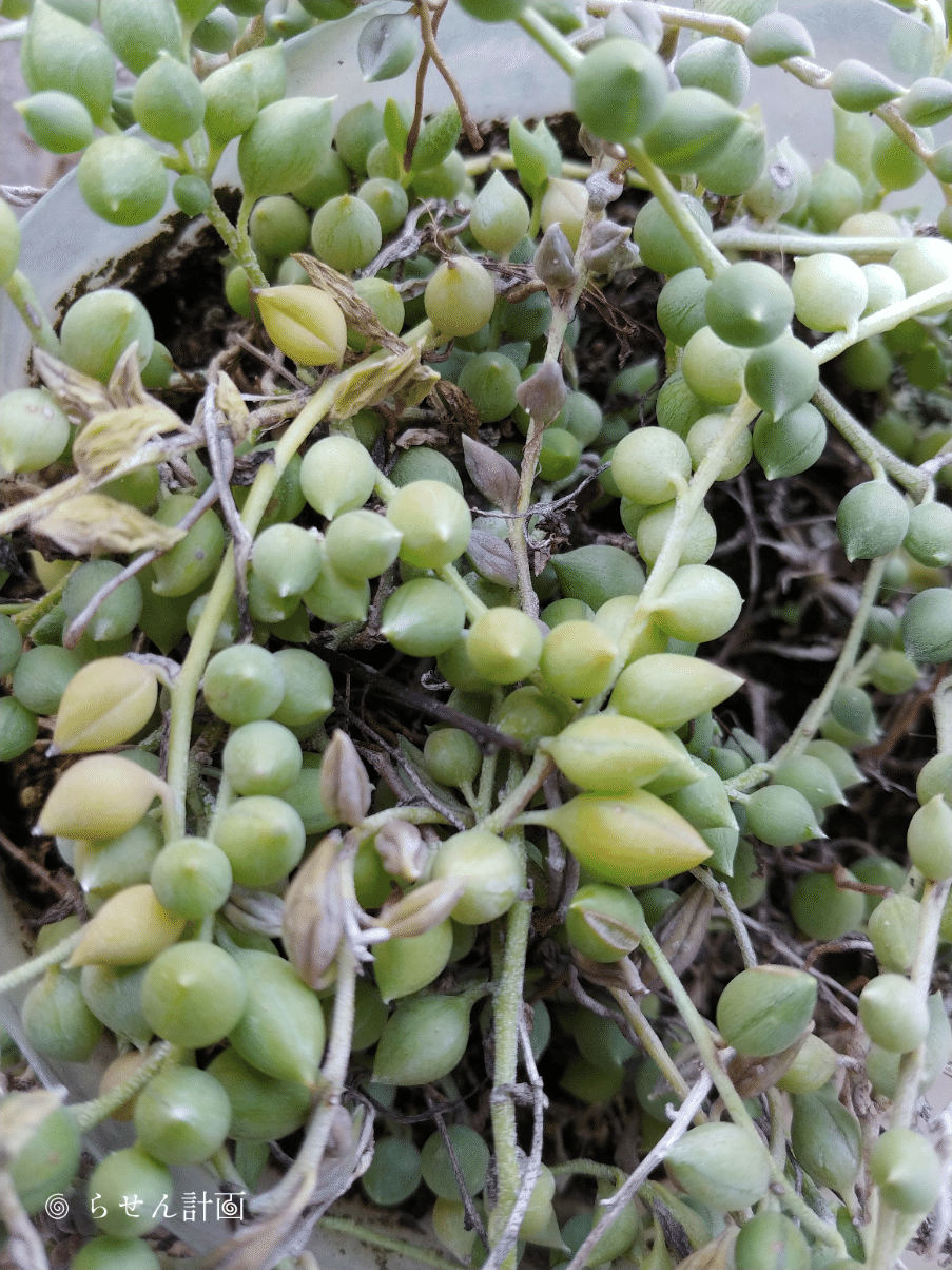 ベランダ園芸 多肉沼の予兆 グリーンネックレスの植え替え Ryozi Pjr Note