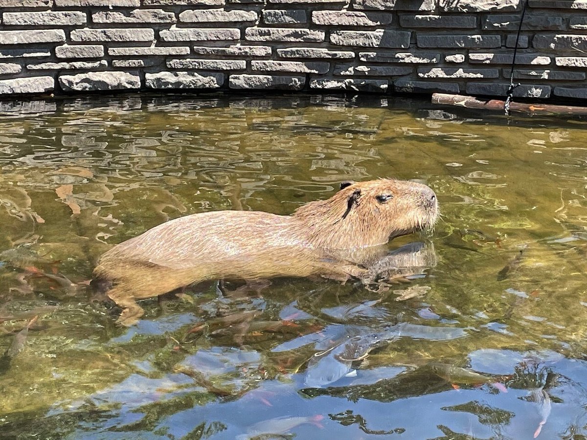 ②カピパラさん