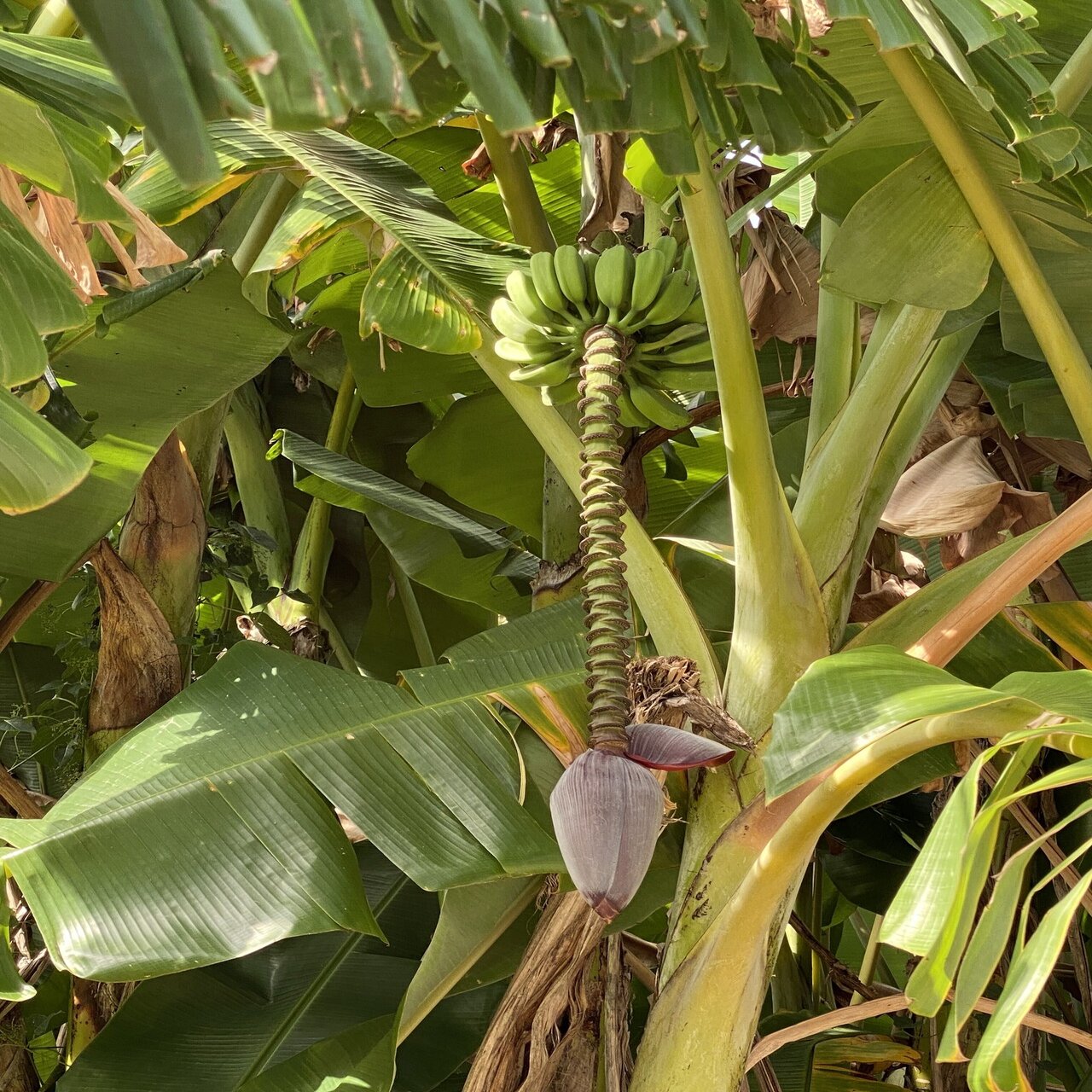 バナナだと思っていた植物がバナナでなくて落胆した話 後編 Haco ガーデンプランナー 庭のある暮らし植物のある暮らし Note