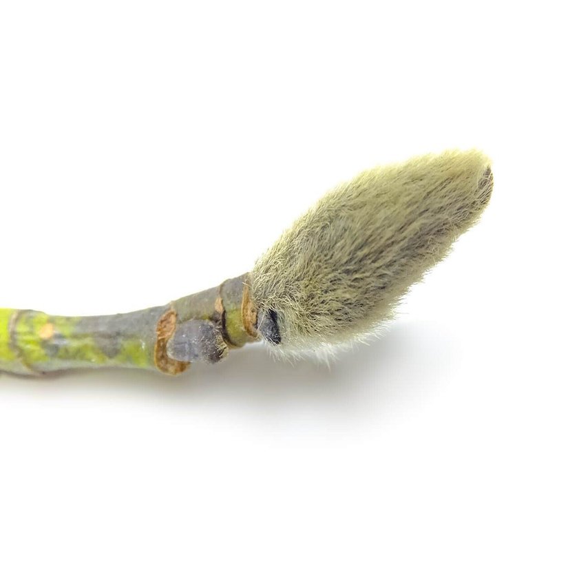 冬芽を10倍楽しむ観察のコツ！「冬芽ハンドブック」を使って識別に挑戦