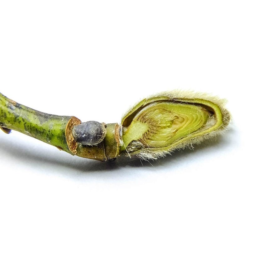 冬芽を10倍楽しむ観察のコツ！「冬芽ハンドブック」を使って識別に挑戦