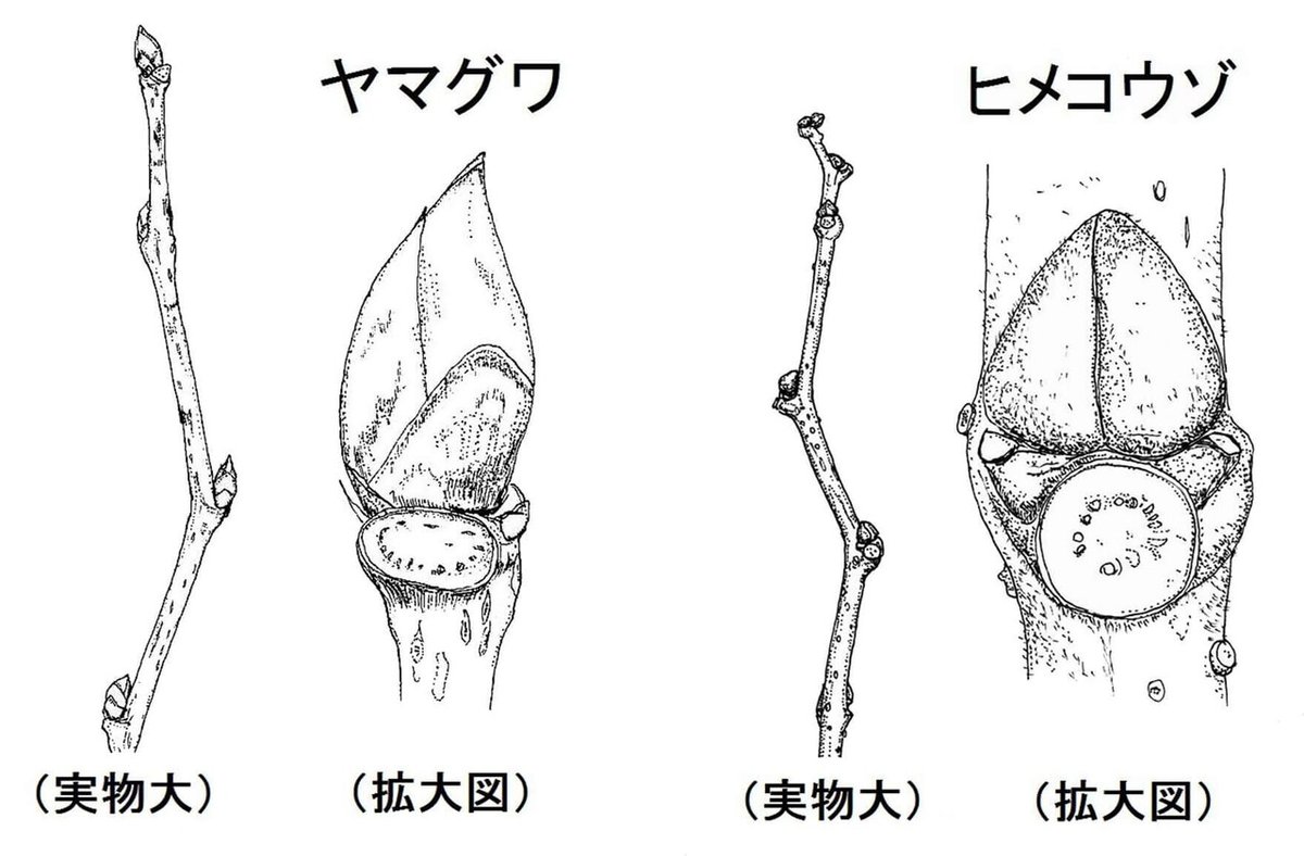 冬芽を10倍楽しむ観察のコツ！03