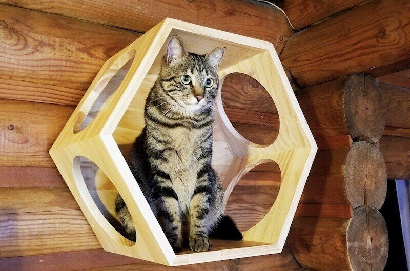 pet8サブ3