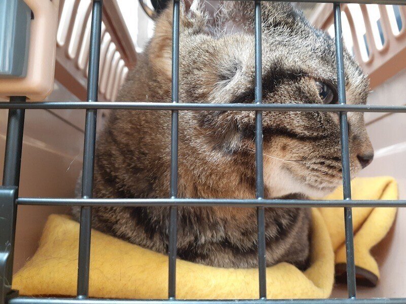 pet8サブ4