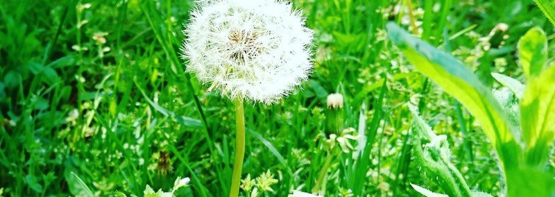 自分のオーラを浄化する効能 Emiko Note