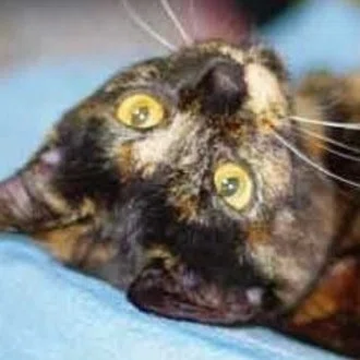 ハチマル