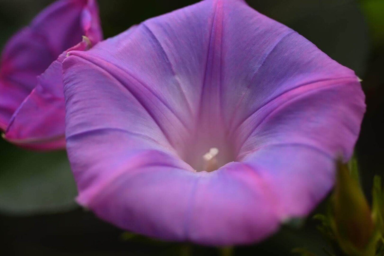 【作例あり】Nikon AF MICRO NIKKOR 60mmm f2.8D Ai AF Micro-Nikkor 60mm F2.8Sを整備して，スナップ写真を撮っ