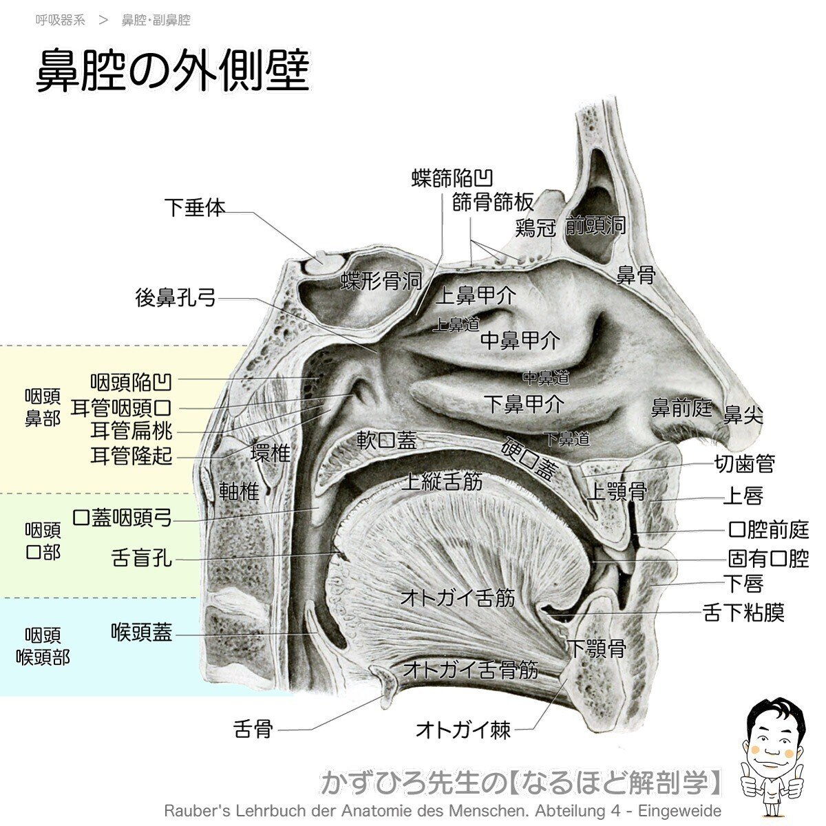 舌の解剖図