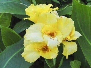 カンナの花 の花言葉 Aiと人間 漢那英樹 Note