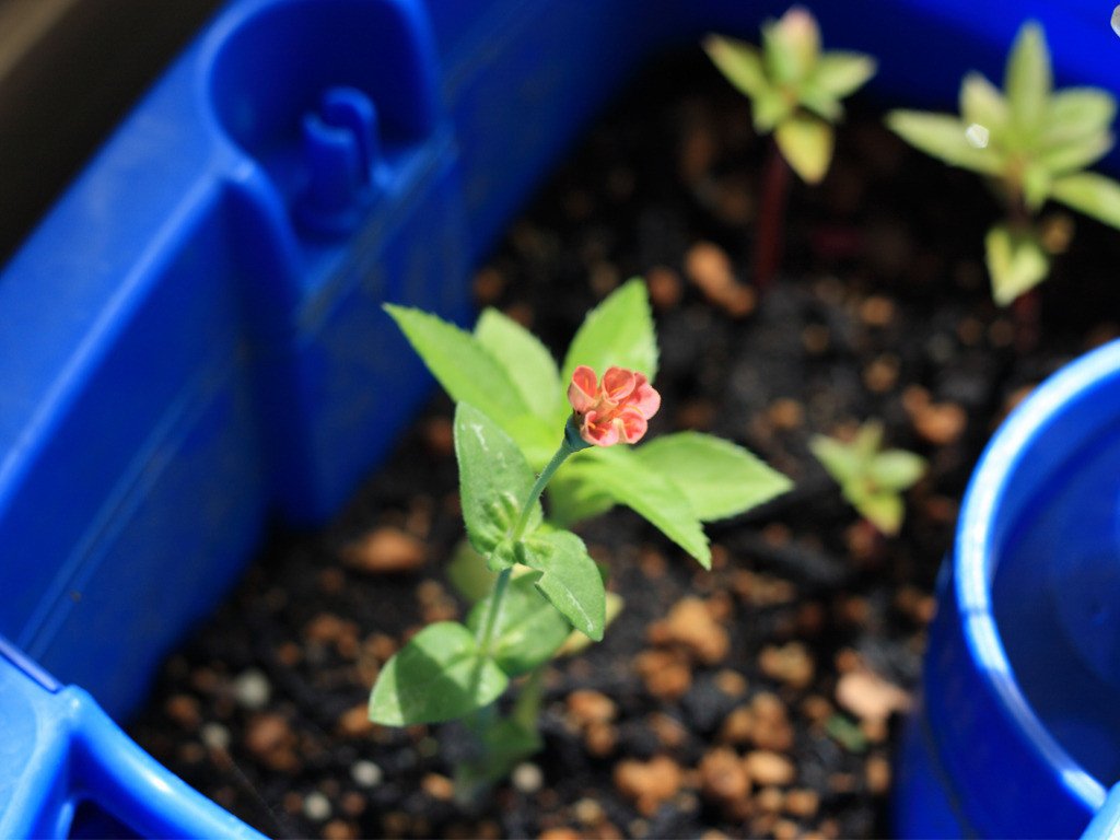 オヤバカ日記 10 夏休みの観察日記 ヒャクニチソウ開花 サトマコ Note