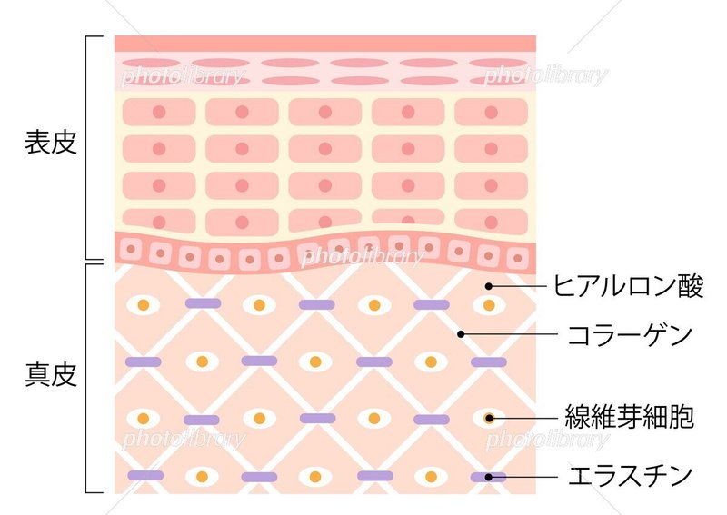 肌断面図