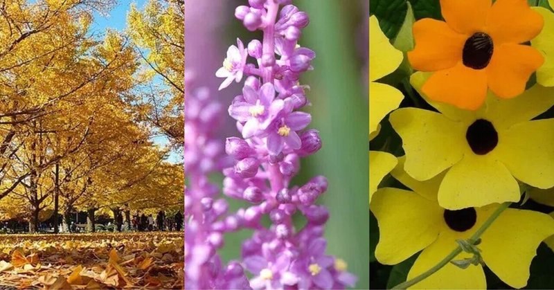 10月26日お誕生日の方おめでとうございます Monstera18 Note