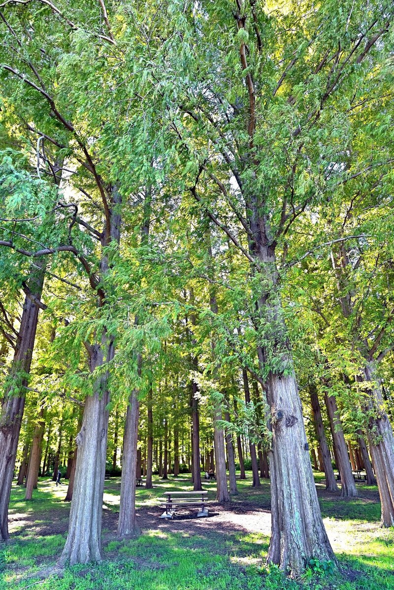 水元公園 縦