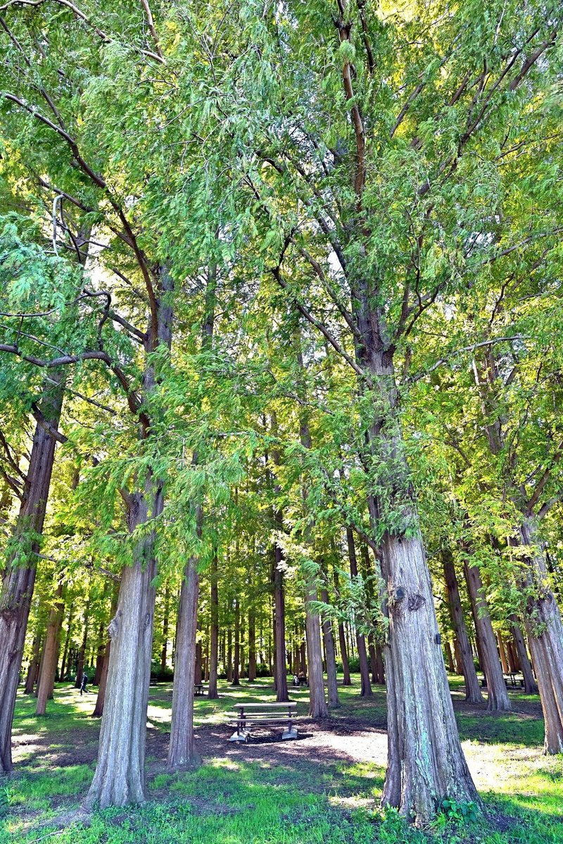 水元公園　縦