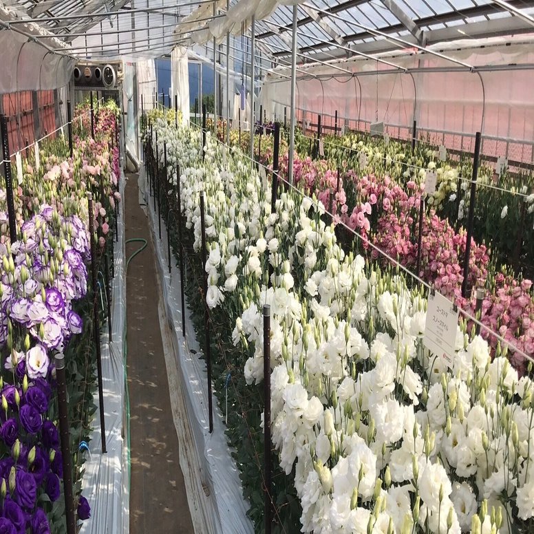 種から始まる花の旅 花 暮らし 私 Vol 02 みたすくらす 東海の地産情報を地元クリエイターがお届け