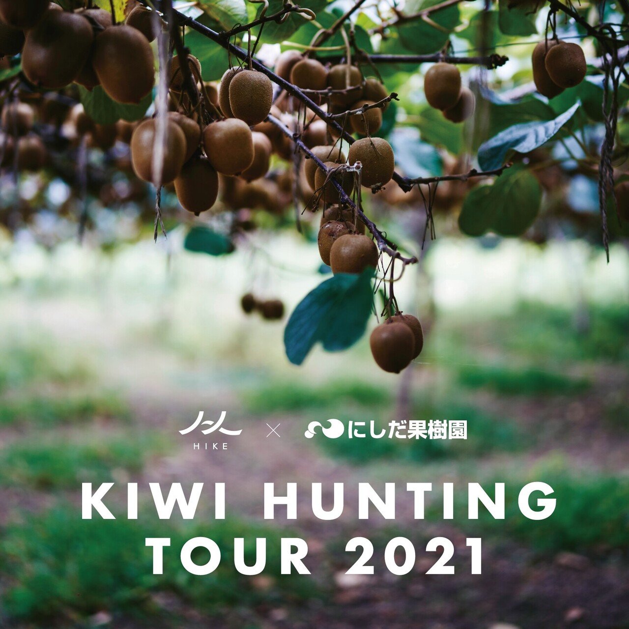 早期受注割引・全国クール便送料無料】迫力”横綱級”_名門_成田