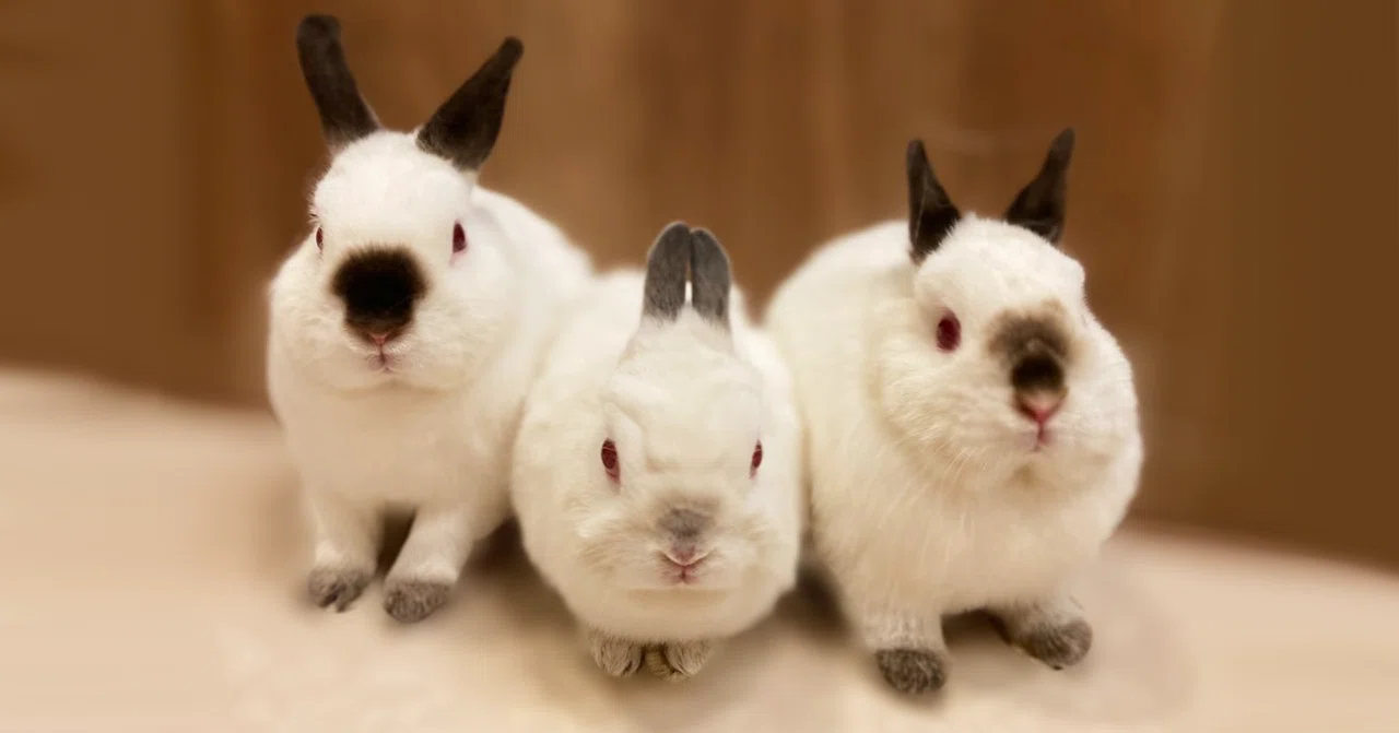 大変なこともあるけれど……3羽のうさぎと暮らす幸せな暮らし #いい部屋 