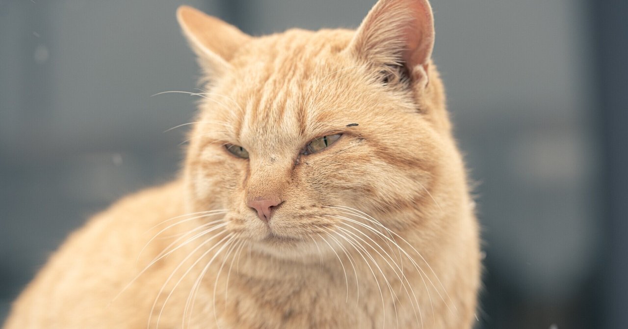 読んだ: 『フィンランド語は猫の言葉』｜Uchio Kondo