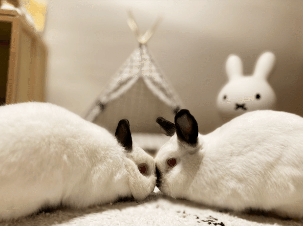 大変なこともあるけれど 3羽のうさぎと暮らす幸せな暮らし いい部屋ペット いい部屋ネット 公式 Note