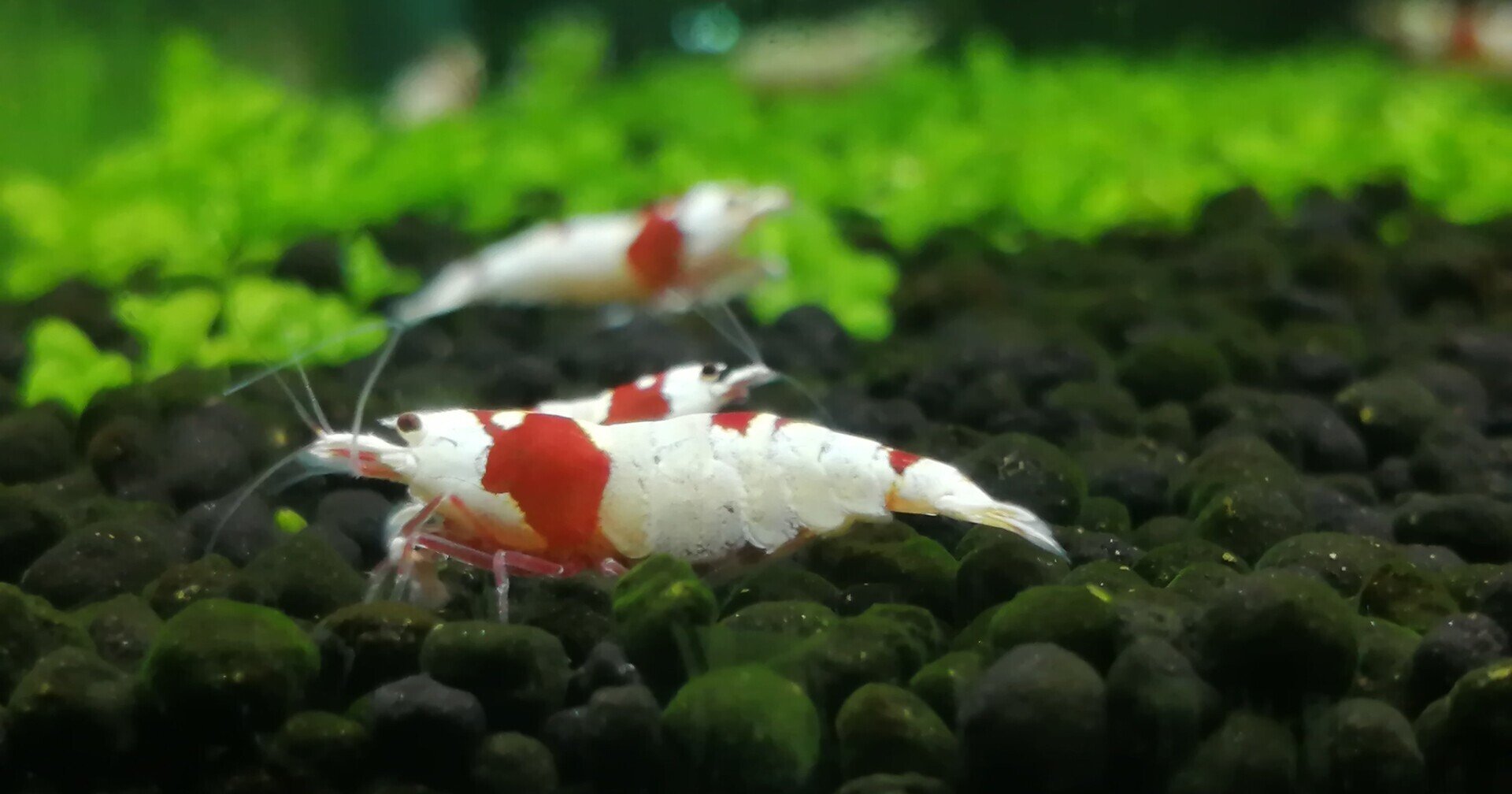 初心者向け レッドビーシュリンプの謎のポツポツ死が止まった話 穴すたしあ Note 初心者向け レッドビーシュリンプの謎のポツポツ死が止まった話 穴すたしあ Note