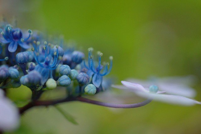 これが今年最後の紫陽花。