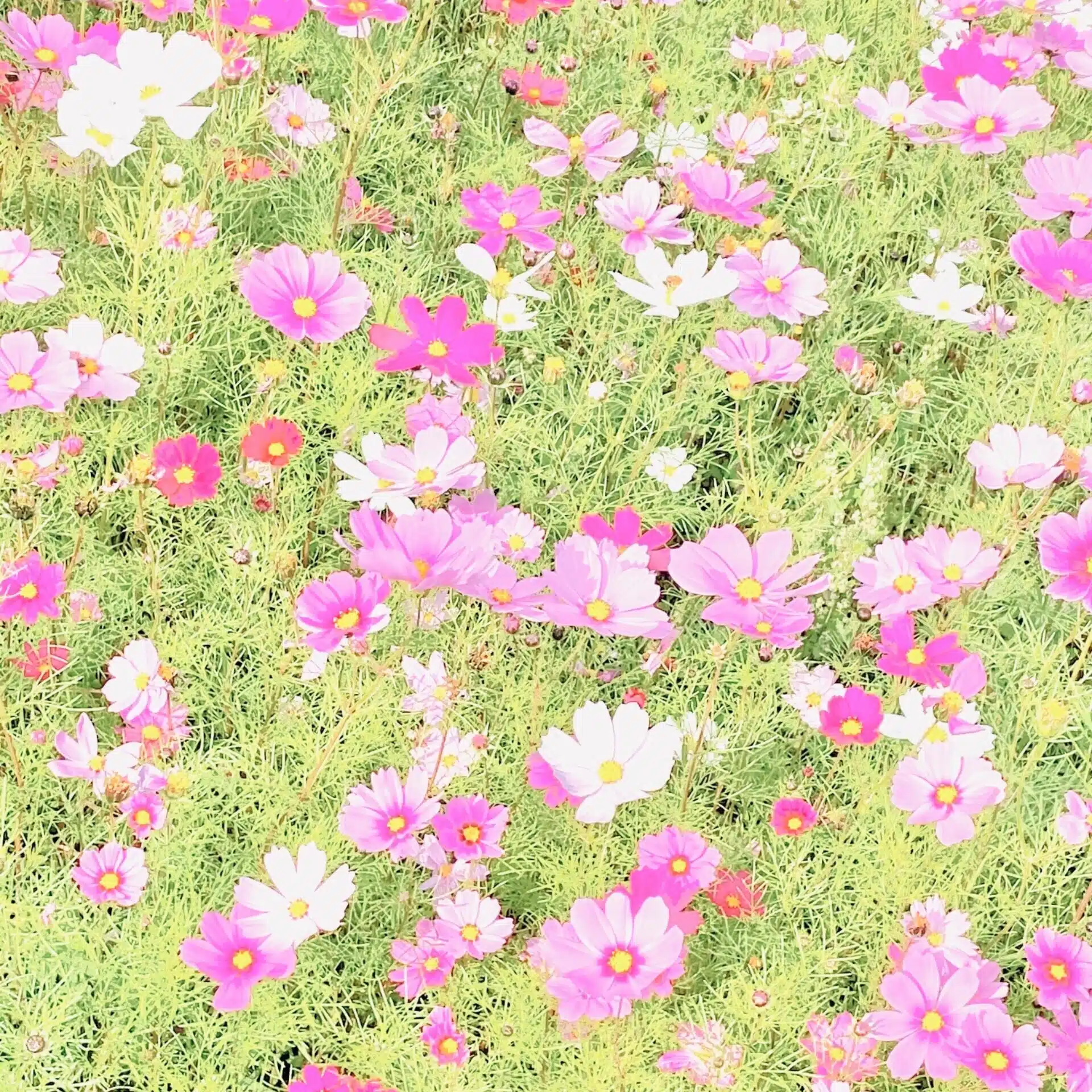 ゆうちゃん