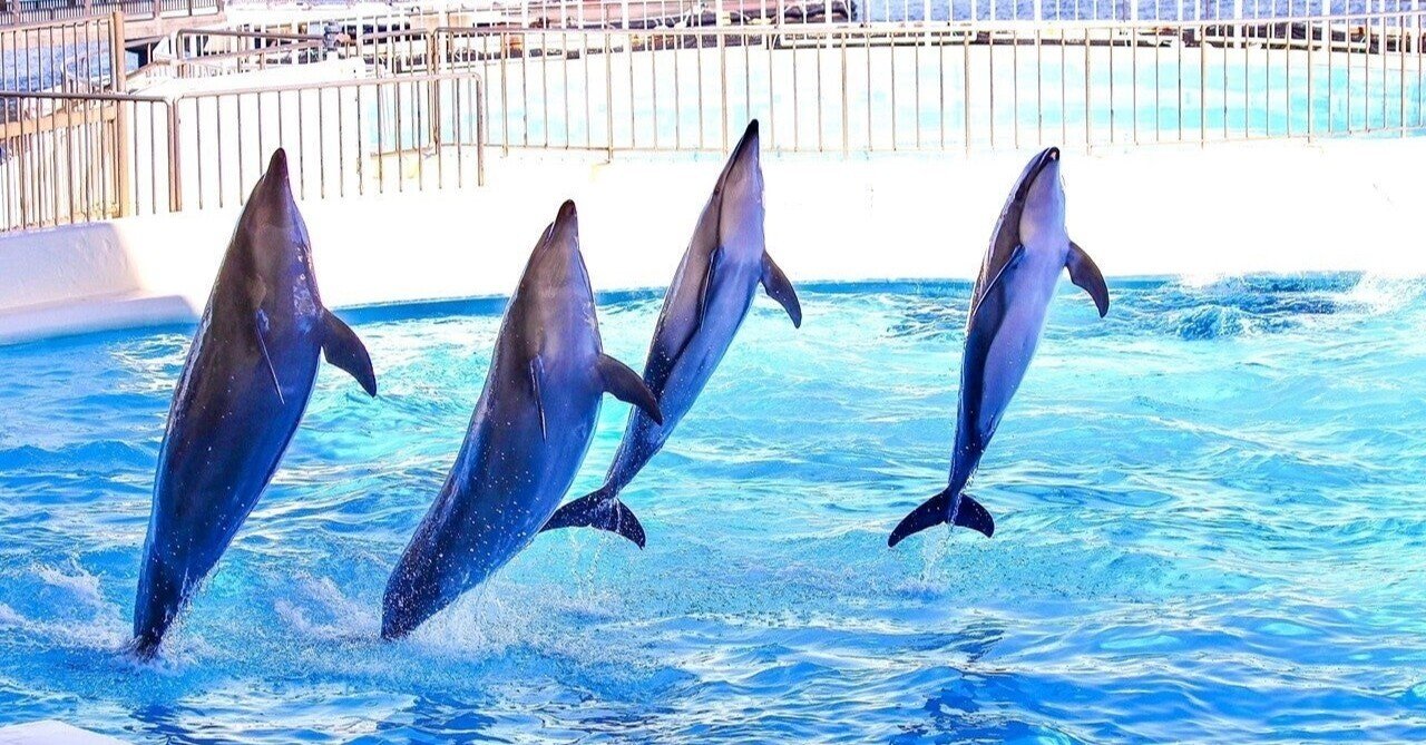 イルカはなぜ跳ぶのか？｜pirokichi