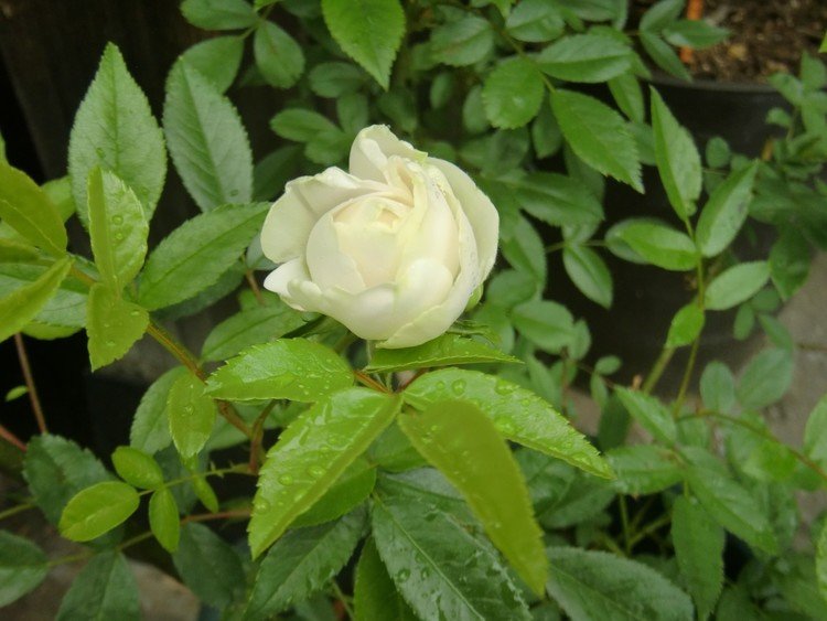 早くから暖かい日が続き、一気に蕾をつけ始めた薔薇たち。ところがここのところの冷え込みでみんな固まってしまった( ;∀;)唯一一番乗りで咲いたのはジュネー・プリンセス。オールドローズ系のミニ薔薇だ。